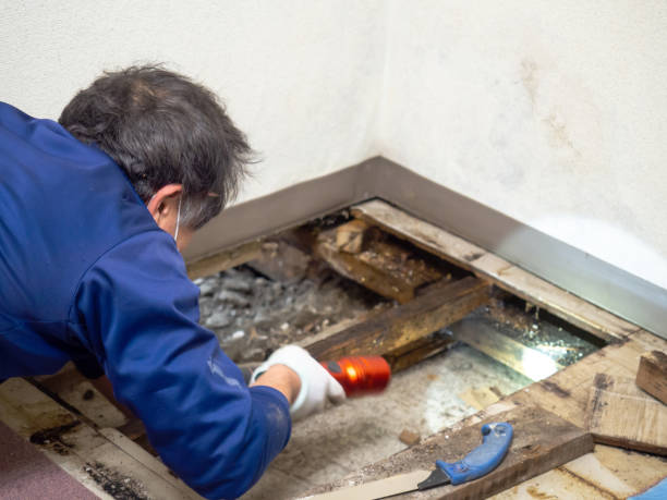 Best Certified Mold Removal  in Hastings On Hudson, NY