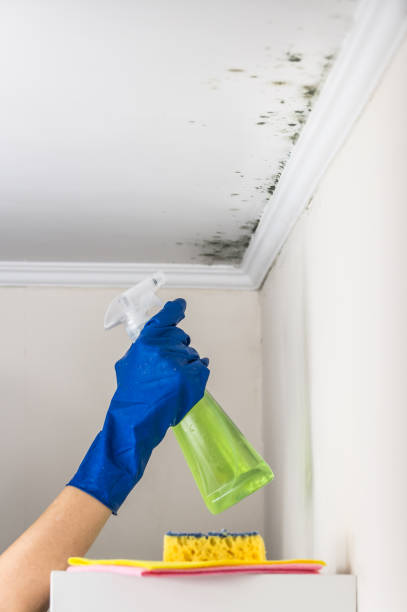 Best Mold Cleaning Services  in Hastings On Hudson, NY